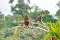 Hoatzins in a tree