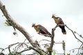 Hoatzins in a tree