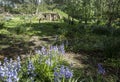 Hobbit Home in the forest