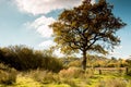 Idyllic country scene, background