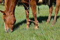 Hobbled horse during a roundup and branding