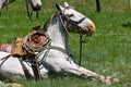 A hobbled horse in a roundup and branding