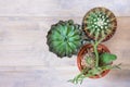 Hobby concept. Different types of cacti in flower pots. Flat lay, white rustic background, free space for text