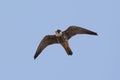 Hobby (Falco subbuteo) in flight Royalty Free Stock Photo