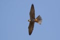 Hobby (Falco subbuteo) in flight