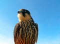 Hobby falcon Royalty Free Stock Photo