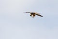 Hobby falcon Falco subbuteo feeding, eating dragonfly Royalty Free Stock Photo