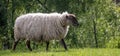 Sheep in spring pasture, Gisborne, New Zealand Royalty Free Stock Photo