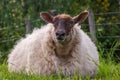 Sheep in spring pasture, Gisborne, New Zealand Royalty Free Stock Photo