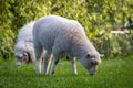 Sheep in spring pasture, Gisborne, New Zealand Royalty Free Stock Photo