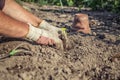 Hobby gardener plants strawberry seedling