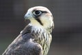 Hobby Hawk