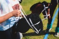 Hobby horsing competition on a green grass, hobby horse riders jumping, equestrian sport training with stick toy horses in a