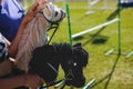 Hobby horsing competition on a green grass, hobby horse riders jumping, equestrian sport training with stick toy horses in a