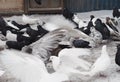 Hobby of lovers of pigeons. A flock of domestic pigeons on a winter day in the snow feed in the yard. In the foreground