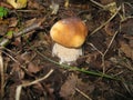 Mushroom nature beauty life summer land prey