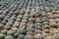 Astrophytum myriostigma cactus Royalty Free Stock Photo