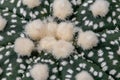 Astrophytum myriostigma cactus Royalty Free Stock Photo