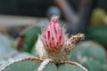 Astrophytum cactus Royalty Free Stock Photo