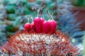 Melocactus cactus Royalty Free Stock Photo