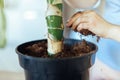 Hobbyist gardener adding fertilized soil to a repotted indoor plant