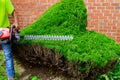 Hobbyist gardner using an hedge clipper in his home garden