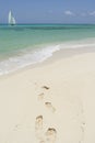 A Hobie cat sailing near a tropical beach Royalty Free Stock Photo