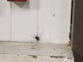 Hobo spider arachnids creepy long legs