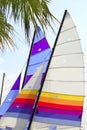 Hoby hobby cat colorful sails palm tree leaf Royalty Free Stock Photo