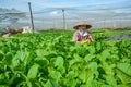 Woman harvesting vegetables