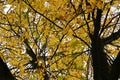 Hochsauerland Nature Landcape Scenes in Autumn with Yellow Branches