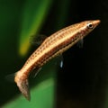 Hockeystick Pencilfish Nannostomus eques