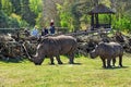 Hodenhagen, Germany - April 30, 2017: Rhinoceros and people in the Serengeti park, Germany.