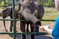 Hodenhagen, Germany - April 30, 2017: Tourist feeding elephant in the Serengeti park, Germany.