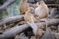 Baboons in Serengeti Park