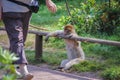 Macaque in Serengeti Park