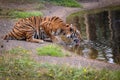 Royal Bengal tiger