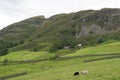 Farmland in Little Langdale 3, in Coniston, in the Lake District, in August, 2020.