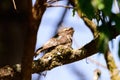 Hodgson\'s Frogmouth Bird or Batrachostomus hodgsoni incubates juveniles in the nest on the tree