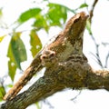 Hodgson's Frogmouth