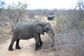 Tourists in safari vehicle observing african bush elephant in Kruger National Park, South Africa Royalty Free Stock Photo