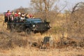 Tourists in safari vehicle observing African leopard in Timbavati Private Nature Reserve, South Africa Royalty Free Stock Photo