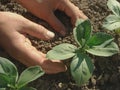 Hoeing beans seedlings Royalty Free Stock Photo