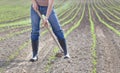 Hoeing corn field Royalty Free Stock Photo