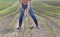 Hoeing corn field Royalty Free Stock Photo