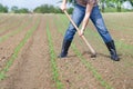 Hoeing corn field Royalty Free Stock Photo