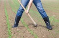 Hoeing corn field Royalty Free Stock Photo