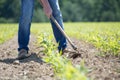 Hoeing corn field Royalty Free Stock Photo