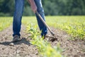 Hoeing corn field