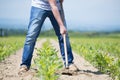 Hoeing corn field Royalty Free Stock Photo